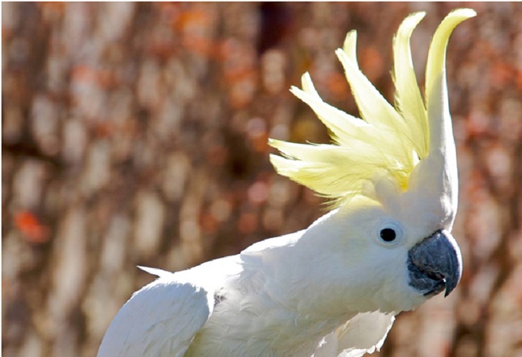 8 Fun Facts About Cockatoos Parrots That You Must Know!
