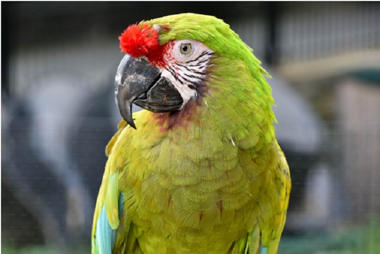 6 Exclusive Fun Facts About Military Macaws Parrots For Sale!