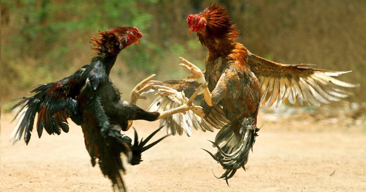 Cockfighting: A crime, or a sport?
