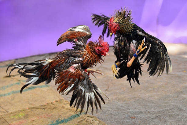 two roosters are fighting